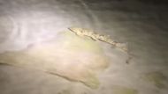 An Epaulette shark in All the Sharks | Image via YouTube/Netflix